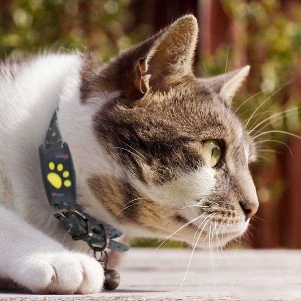 GPS Cat Tracker For Cats With Real-Time Location Monitoring Via Smartphone - Image 4