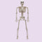 Halloween Decor Posable Skeleton With Movable Joints And Plastic Hanging Design For Flexible Styling - Image 4