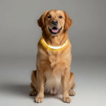 LED Dog Leash With USB Rechargeable Battery And Reflective Stitching - Image 9