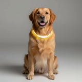 LED Dog Leash With USB Rechargeable Battery And Reflective Stitching - Image 9