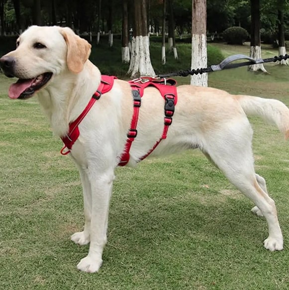 Nopull Dog Harness With Reflective Strips And Escape-Proof Fit For Secure Walks - Image 9