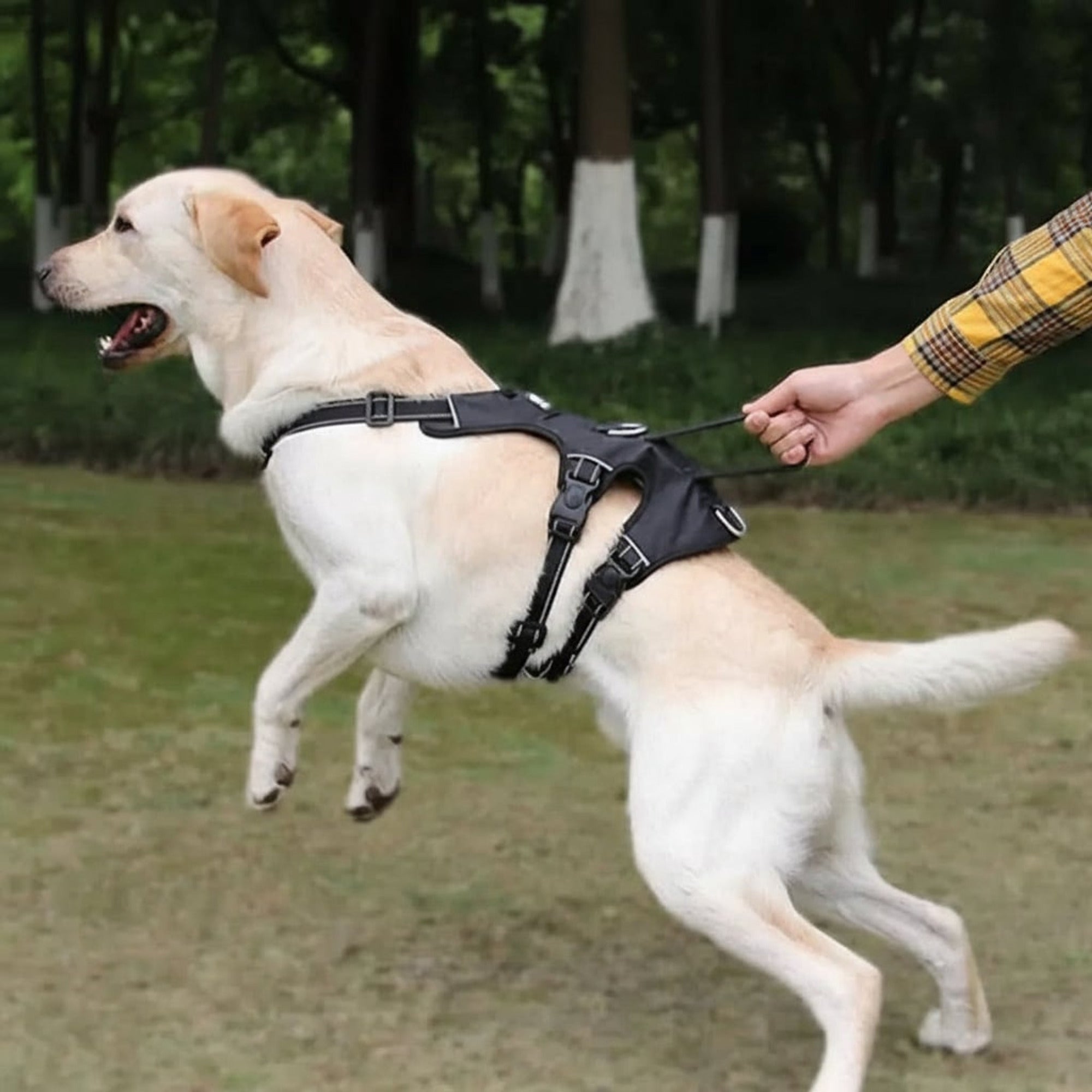 Nopull Dog Harness With Reflective Strips And Escape-Proof Fit For Secure Walks - Image 4